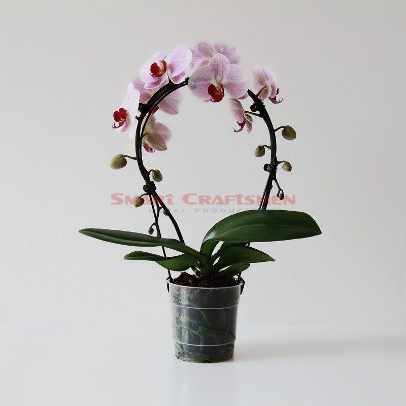 Orchid Wire Support Company